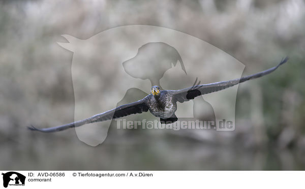 cormorant / AVD-06586