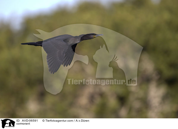 cormorant / AVD-06591