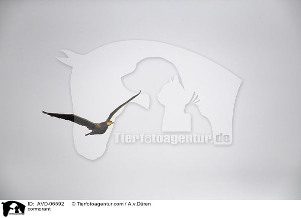 cormorant / AVD-06592
