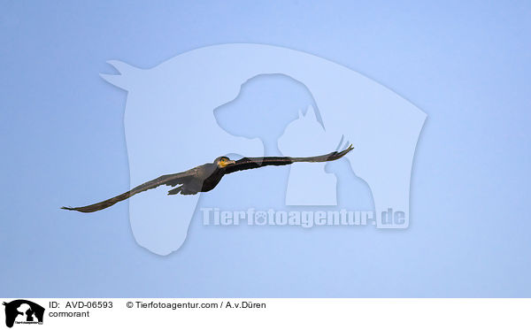 cormorant / AVD-06593