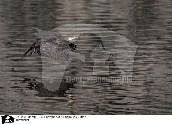 cormorant / AVD-06599