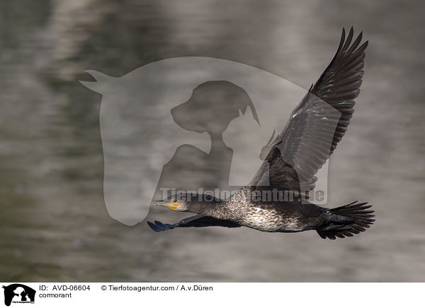 cormorant / AVD-06604