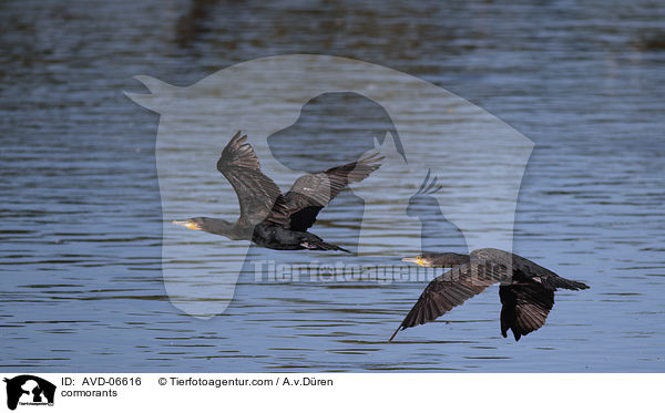 cormorants / AVD-06616