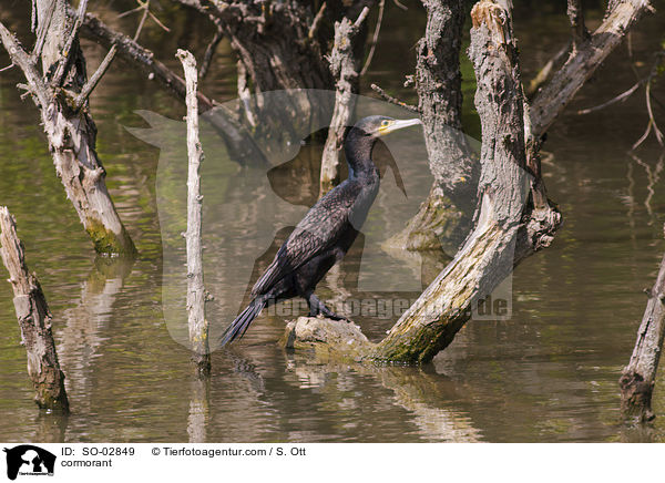 cormorant / SO-02849