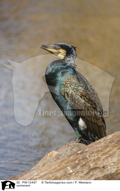 cormorant / PW-12497