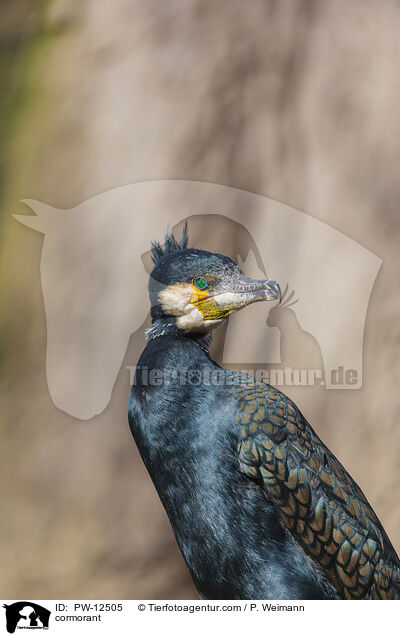 cormorant / PW-12505