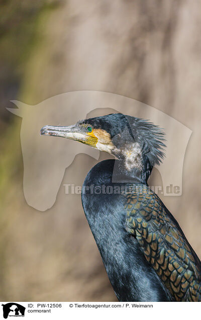 cormorant / PW-12506