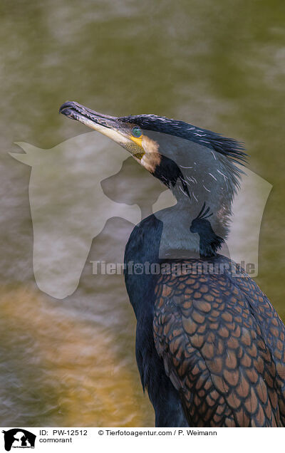 cormorant / PW-12512