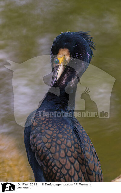 cormorant / PW-12513
