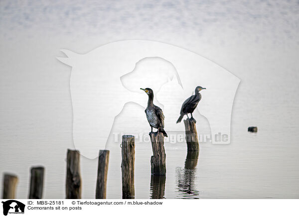 Cormorants sit on posts / MBS-25181