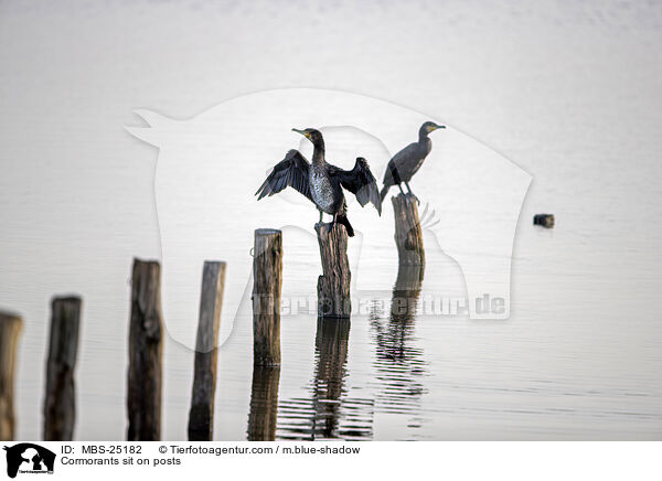 Cormorants sit on posts / MBS-25182