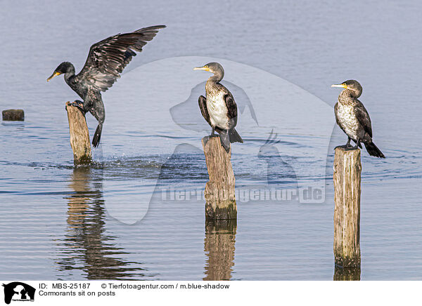 Cormorants sit on posts / MBS-25187