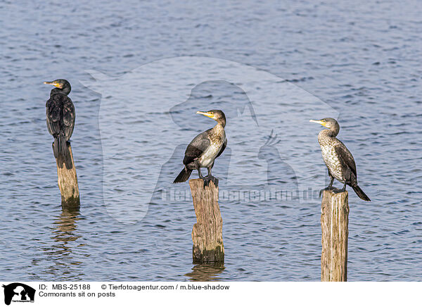 Cormorants sit on posts / MBS-25188