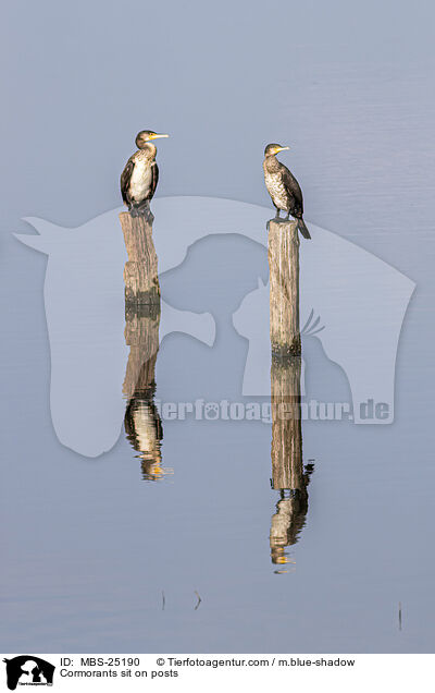 Cormorants sit on posts / MBS-25190