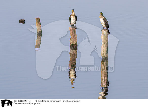 Cormorants sit on posts / MBS-25191