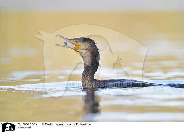 cormorant / DV-03869