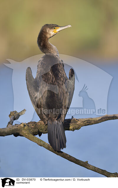 cormorant / DV-03870