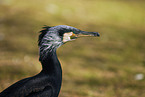 great cormorant