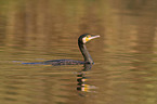 cormorant