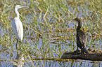 cormorant and heron