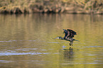flying Cormorant