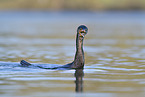 cormorant