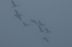 flying common cranes