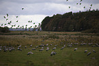 common cranes