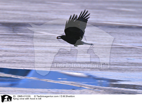 fliegende Krhe mit Fudder im Schnabel / flying crow with food in bill / DMS-01039