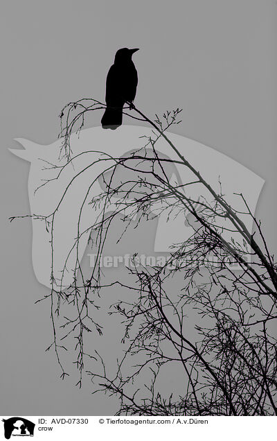 crow / AVD-07330