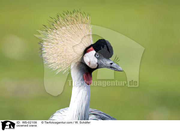 crowned crane / WS-02108
