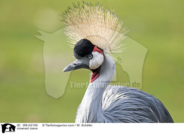 crowned crane / WS-02109