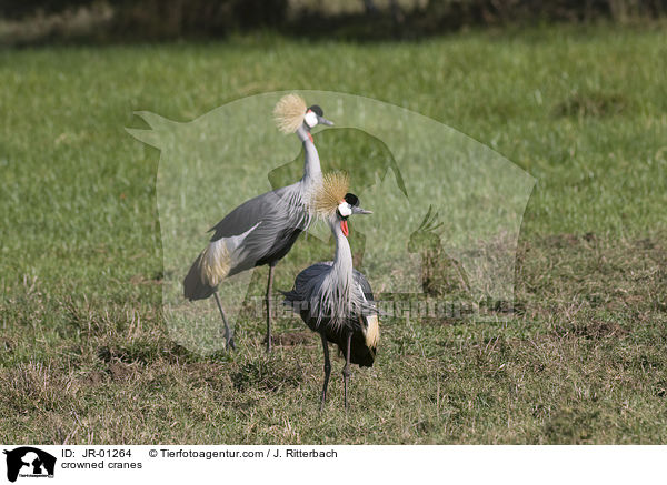 crowned cranes / JR-01264