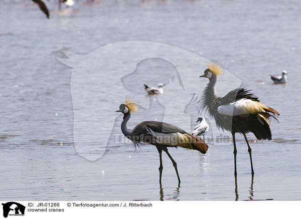 crowned cranes / JR-01266