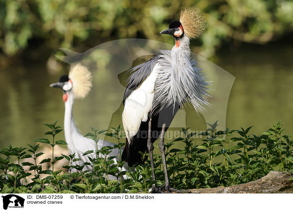 crowned cranes / DMS-07259