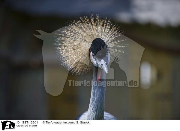 crowned crane / SST-12901