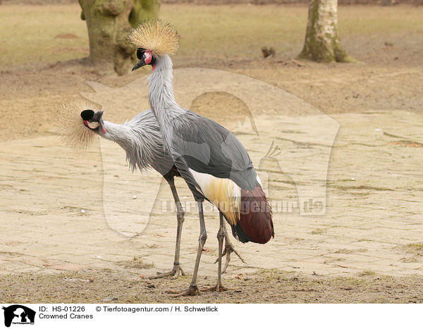 Crowned Cranes / HS-01226