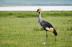 walking Crowned Crane