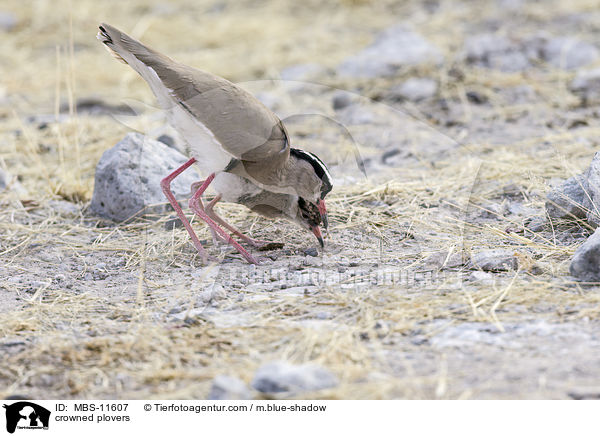 crowned plovers / MBS-11607