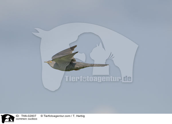 common cuckoo / THA-02807