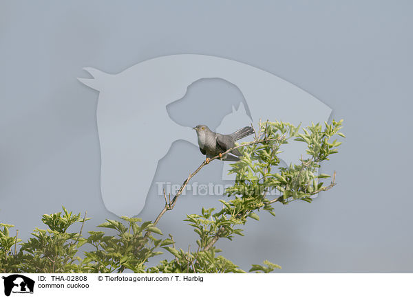 common cuckoo / THA-02808