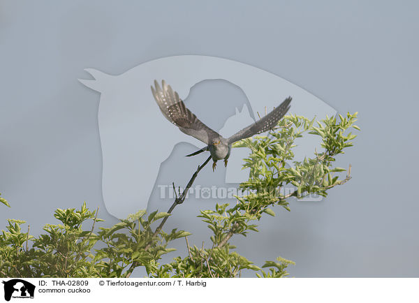 common cuckoo / THA-02809