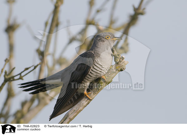 common cuckoo / THA-02823