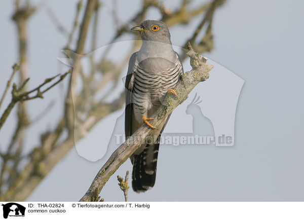 common cuckoo / THA-02824