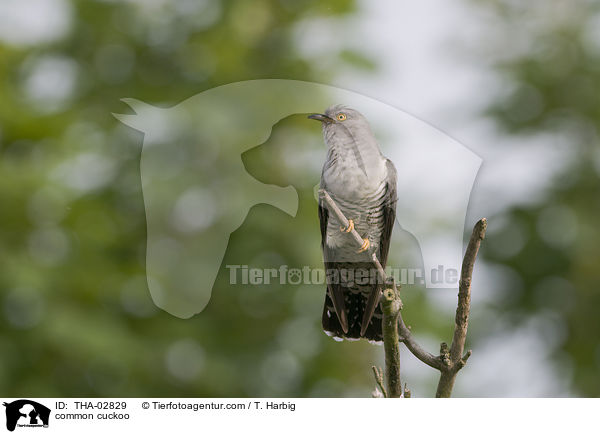 common cuckoo / THA-02829