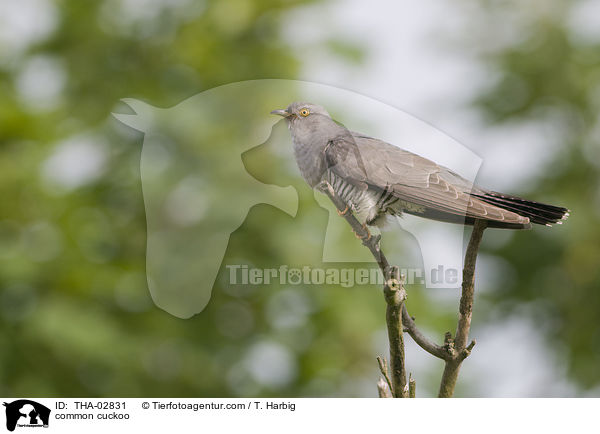 common cuckoo / THA-02831