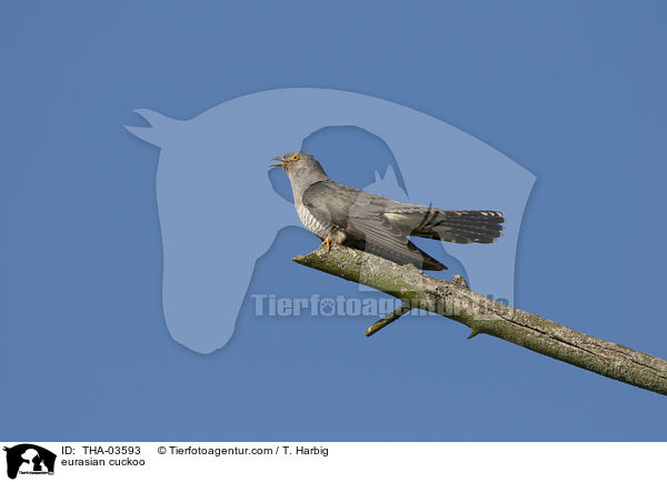 eurasian cuckoo / THA-03593