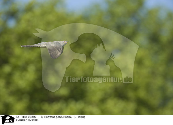 eurasian cuckoo / THA-03597