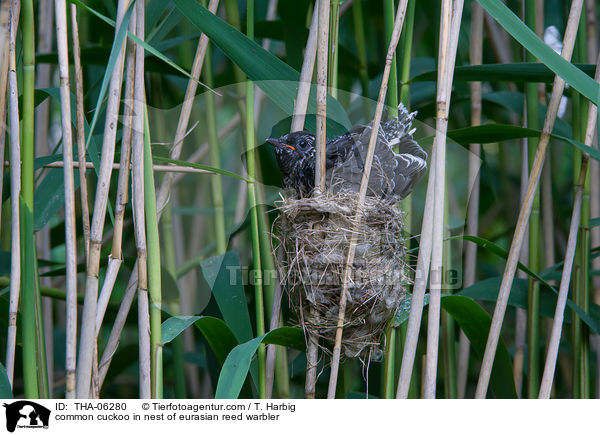 common cuckoo in nest of eurasian reed warbler / THA-06280