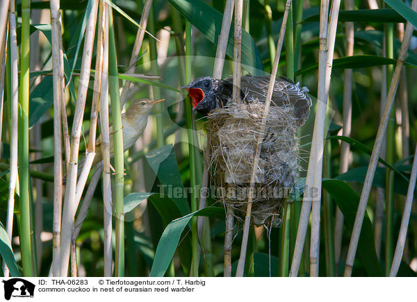common cuckoo in nest of eurasian reed warbler / THA-06283